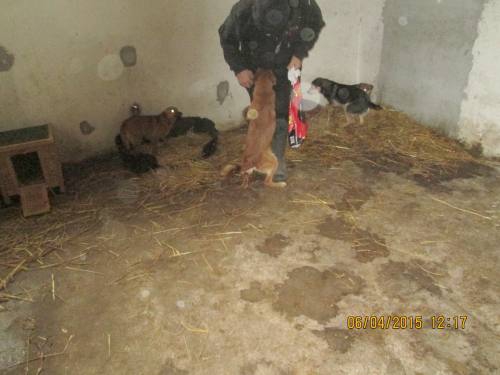 05042015 hunde1 065 05042015 hunde1 065