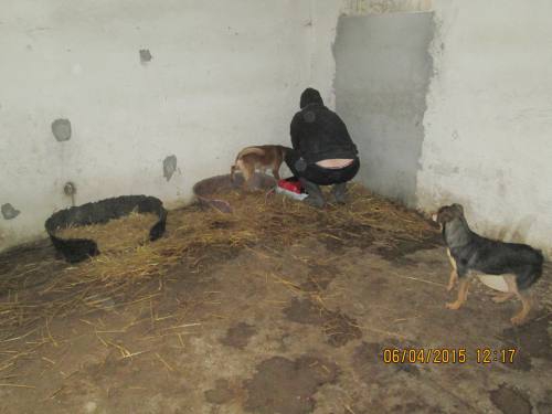 05042015 hunde1 066 05042015 hunde1 066