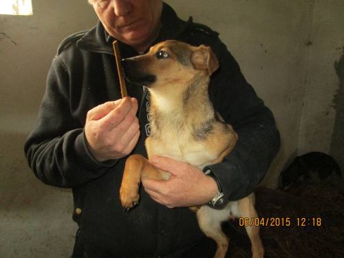 05042015 hunde1 068 05042015 hunde1 068