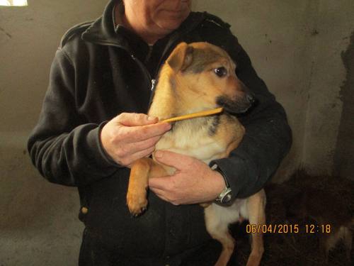 05042015 hunde1 069 05042015 hunde1 069