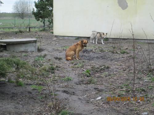 05042015 hunde1 153 05042015 hunde1 153