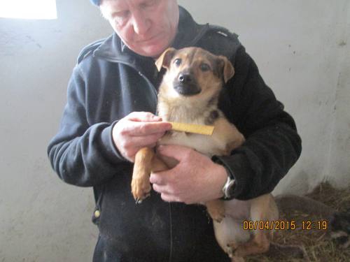 05042015 hunde1 071 05042015 hunde1 071