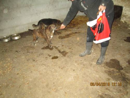 05042015 hunde1 072 05042015 hunde1 072