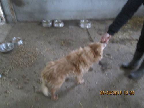 05042015 hunde1 073 05042015 hunde1 073