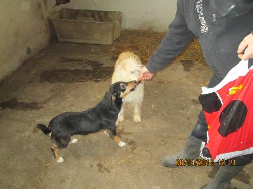 05042015 hunde1 074 05042015 hunde1 074