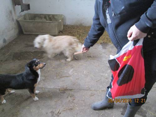 05042015 hunde1 075 05042015 hunde1 075