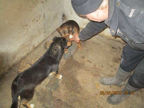 05042015 hunde1 076 05042015 hunde1 076