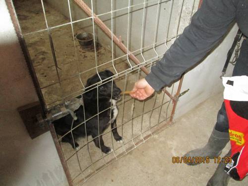 05042015 hunde1 079 05042015 hunde1 079