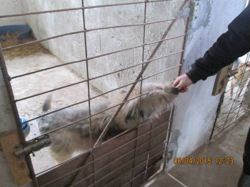 05042015 hunde1 082 05042015 hunde1 082