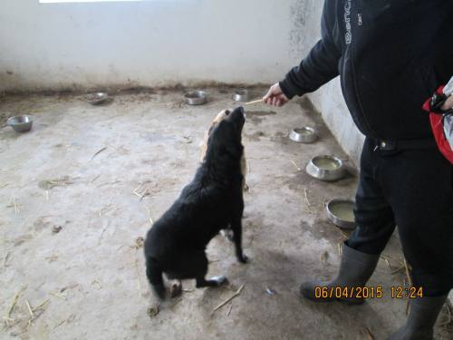 05042015 hunde1 083 05042015 hunde1 083