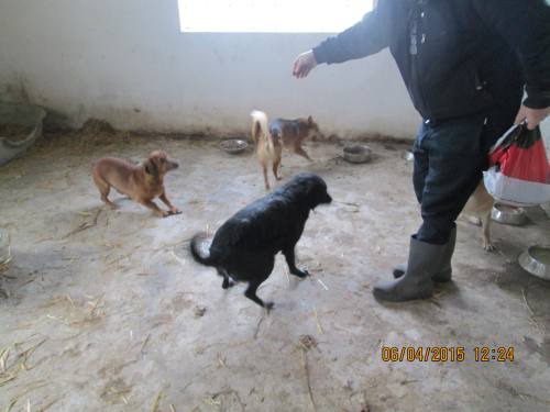 05042015 hunde1 086 05042015 hunde1 086