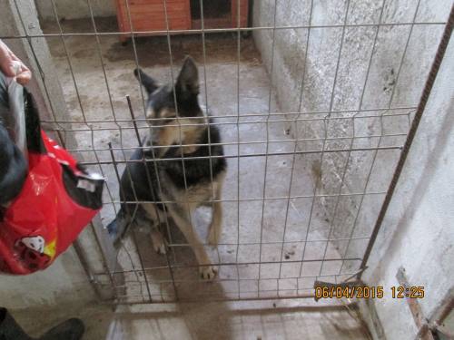 05042015 hunde1 088 05042015 hunde1 088