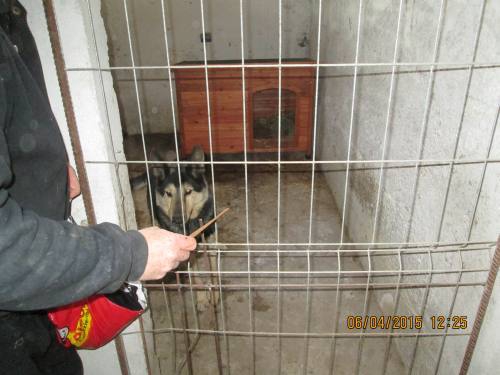 05042015 hunde1 089 05042015 hunde1 089