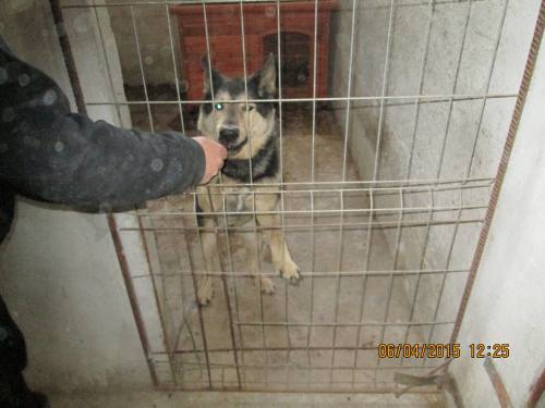 05042015 hunde1 091 05042015 hunde1 091