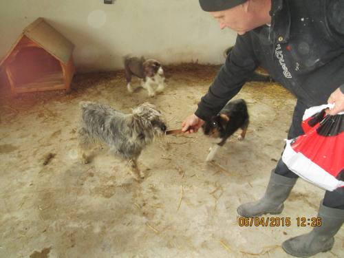 05042015 hunde1 092 05042015 hunde1 092