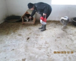 05042015 hunde1 093 05042015 hunde1 093