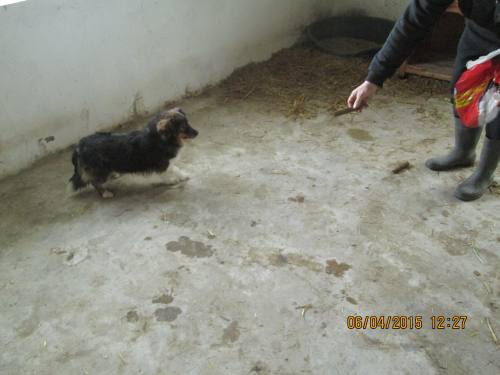 05042015 hunde1 094 05042015 hunde1 094