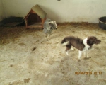 05042015 hunde1 096 05042015 hunde1 096