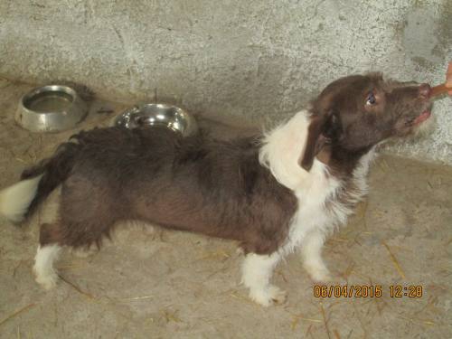 05042015 hunde1 099 05042015 hunde1 099