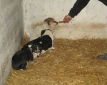 05042015 hunde1 101 05042015 hunde1 101