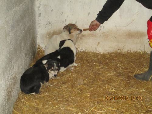 05042015 hunde1 101 05042015 hunde1 101