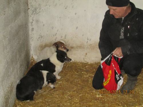 05042015 hunde1 102 05042015 hunde1 102