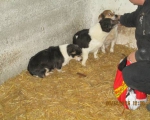 05042015 hunde1 104 05042015 hunde1 104
