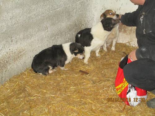 05042015 hunde1 104 05042015 hunde1 104