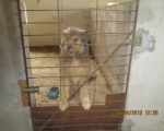 05042015 hunde1 105 05042015 hunde1 105
