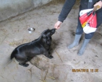 05042015 hunde1 107 05042015 hunde1 107
