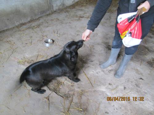 05042015 hunde1 107 05042015 hunde1 107