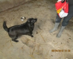 05042015 hunde1 108 05042015 hunde1 108