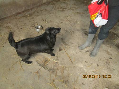 05042015 hunde1 108 05042015 hunde1 108