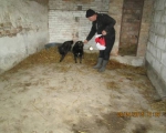 05042015 hunde1 109 05042015 hunde1 109