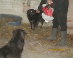 05042015 hunde1 110 05042015 hunde1 110