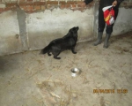 05042015 hunde1 111 05042015 hunde1 111