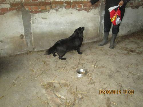 05042015 hunde1 111 05042015 hunde1 111