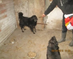 05042015 hunde1 112 05042015 hunde1 112