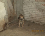 05042015 hunde1 115 05042015 hunde1 115