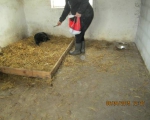 05042015 hunde1 116 05042015 hunde1 116