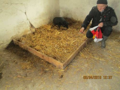 05042015 hunde1 117 05042015 hunde1 117
