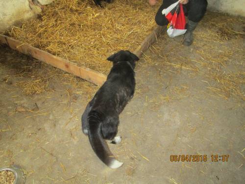 05042015 hunde1 118 05042015 hunde1 118