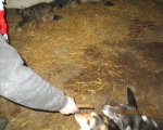 05042015 hunde1 119 05042015 hunde1 119