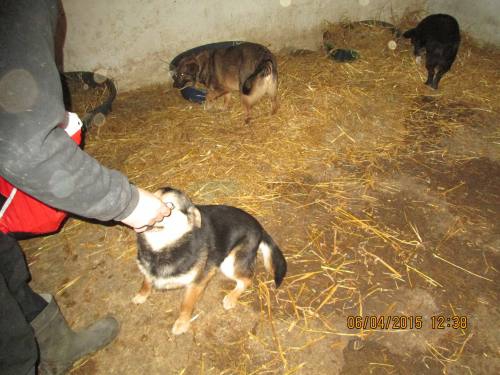 05042015 hunde1 120 05042015 hunde1 120