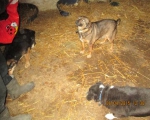 05042015 hunde1 121 05042015 hunde1 121
