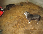 05042015 hunde1 122 05042015 hunde1 122