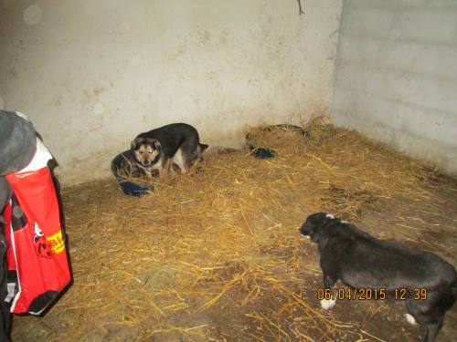 05042015 hunde1 123 05042015 hunde1 123