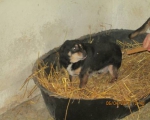 05042015 hunde1 124 05042015 hunde1 124