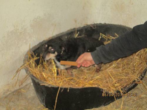 05042015 hunde1 125 05042015 hunde1 125