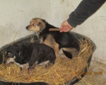 05042015 hunde1 126 05042015 hunde1 126